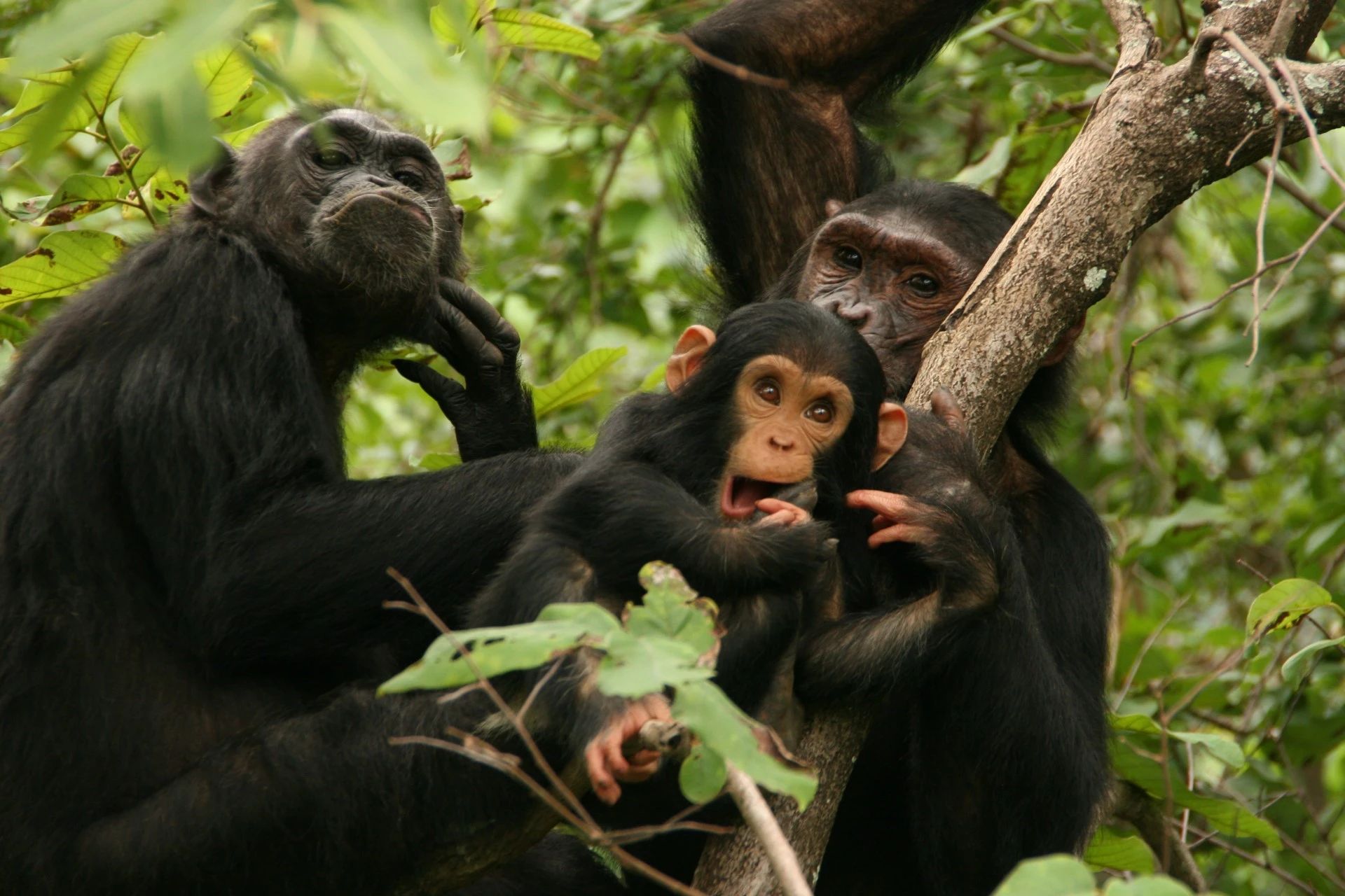 Chimpanzees in Gombe