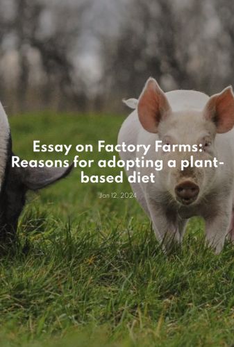 Essay on Factory Farms: Reasons for adopting a plant-based diet