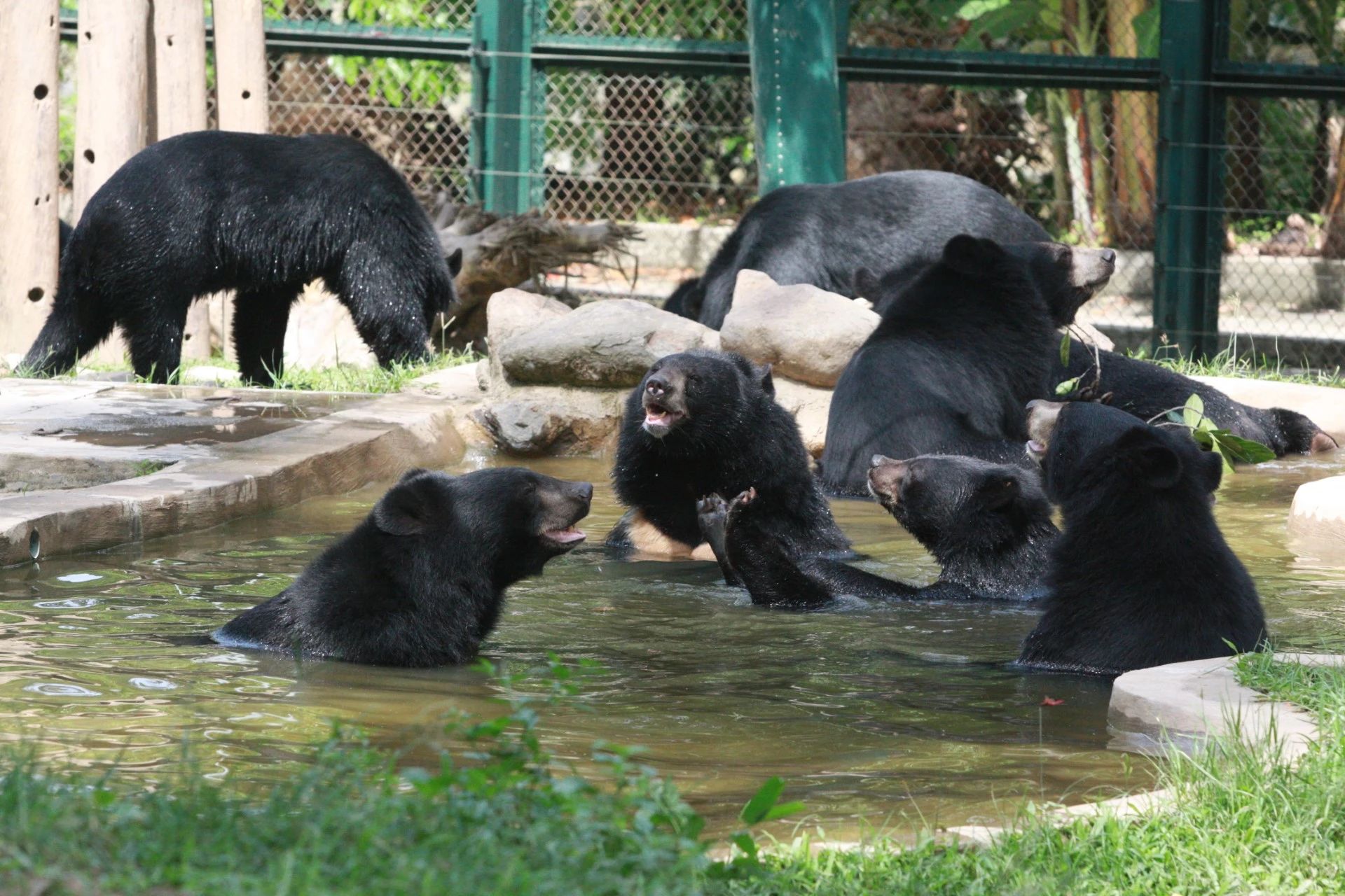 Moon bears playing in a pool
