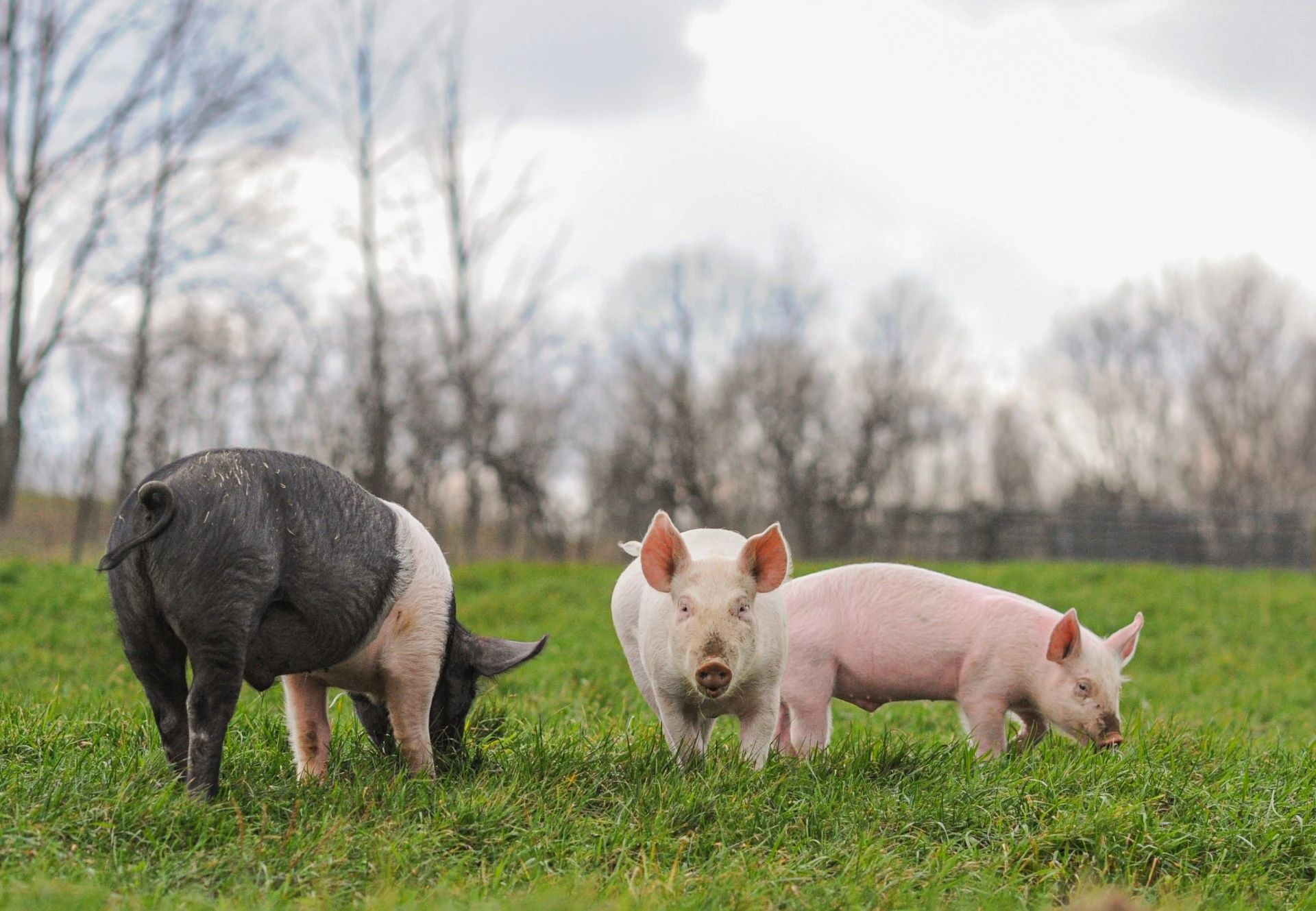 Rescued pigs at Farm Sanctuary