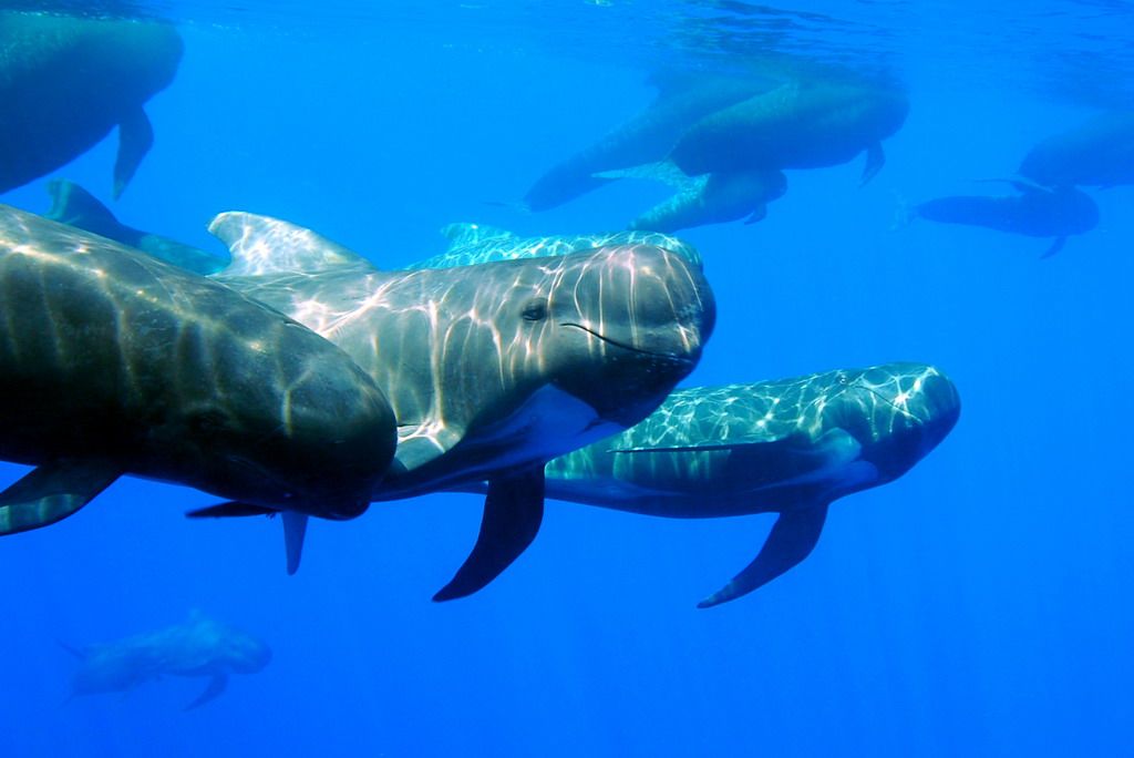 A pod of pilot whales swimming in clear blue ocean water, with sunlight dappling on their dark skin.